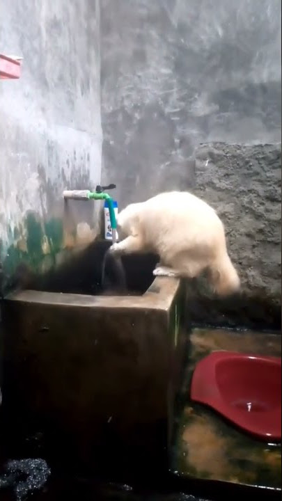 Tunggu bentar mau wudhu dulu ya #shortsvideo #kucing #cat #wudhu #adzan #kucinglucu #funnycats