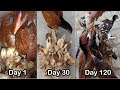 Fighter hen harvesting eggs to chicks / harvesting eggs / harvesting of eggs / chickens growth steps