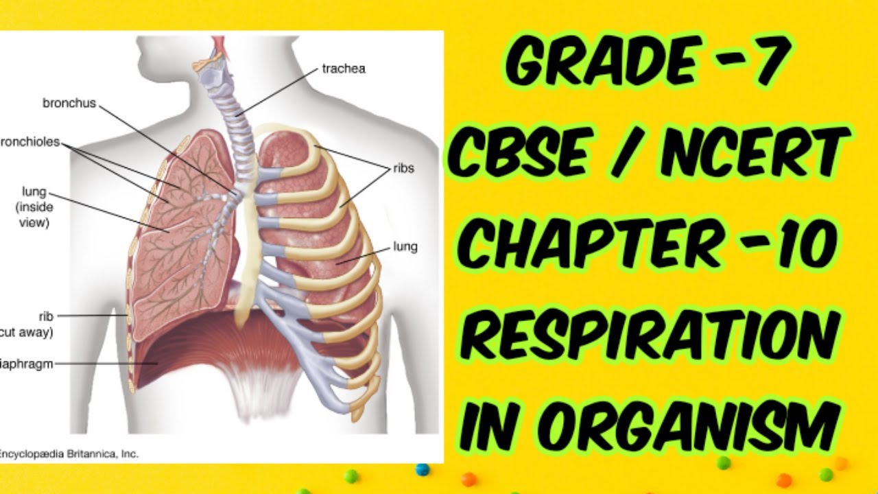 Grade 7/ Chapter 10 / Respiration in organism/ Breathing/CBSE/ Ncert YouTube