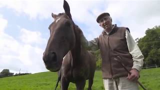 Denman Racing Tvs Tribute To The Tank, A An Of The Modern Steeplechasing Era