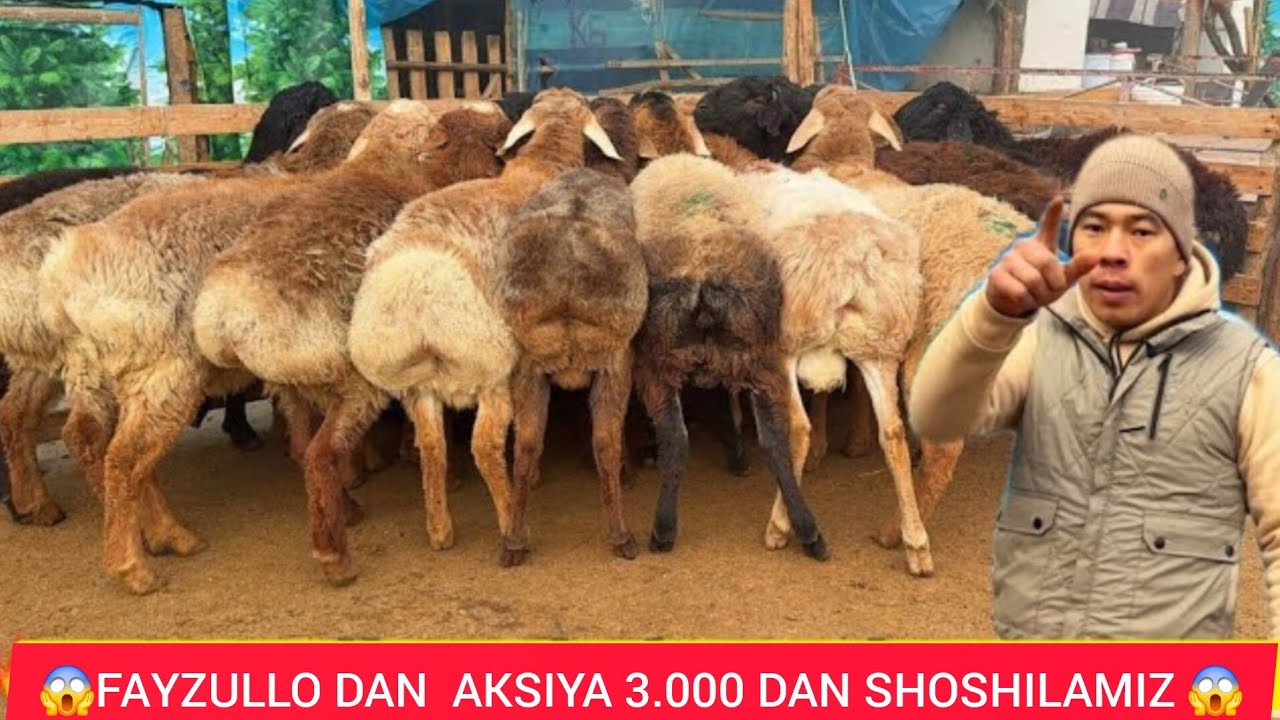 😱FAYZULLO DAN AKSIYA 300 DAN  ARZON SHOSHILAMIZ 😱