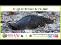 Slugs in Britain &amp; Ireland