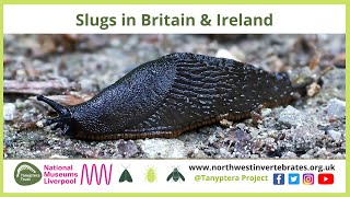 Slugs in Britain &amp; Ireland