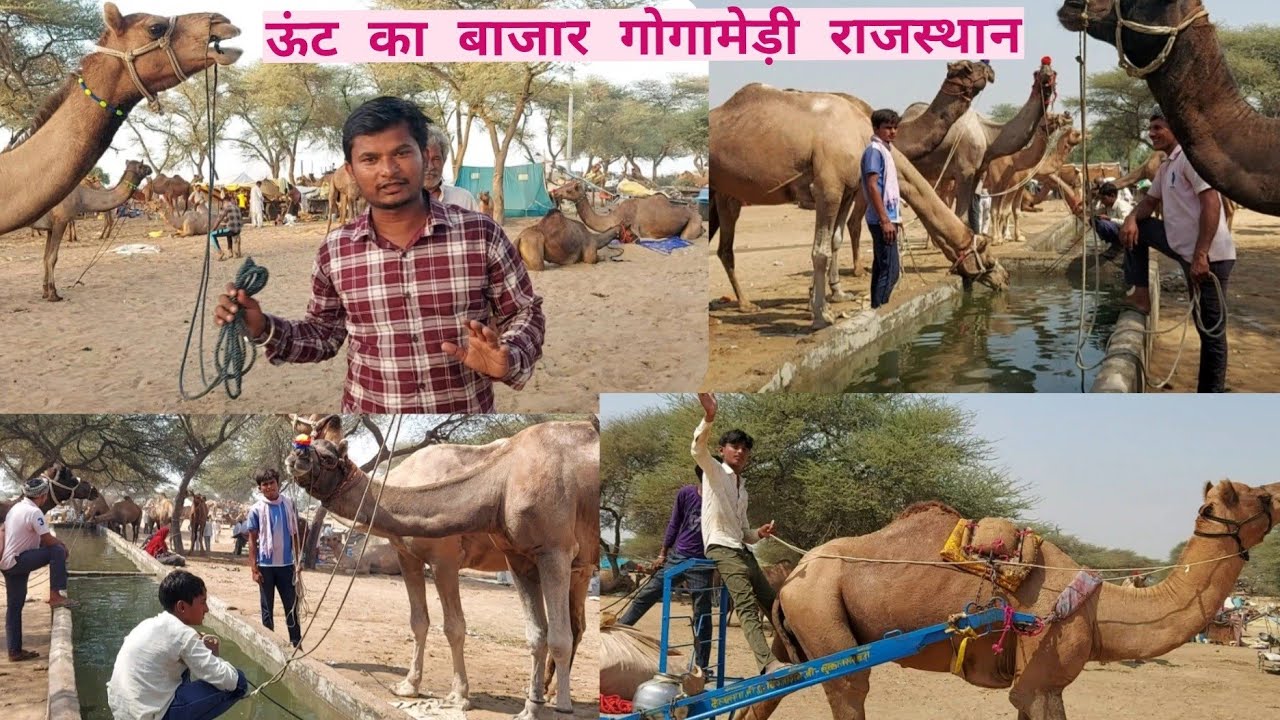 ऊंट का बाजार गोगामेड़ी राजस्थान मेला gogamedi Mela unton ka 2023 Rajasthan