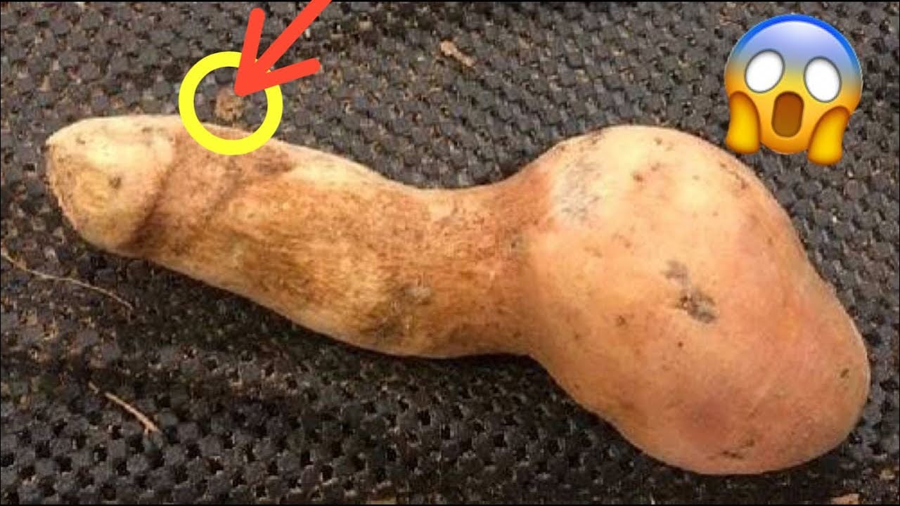 Sweet potato looks like dick