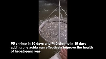 Shrimp feed additive of bile acids improve shrimp growth performance