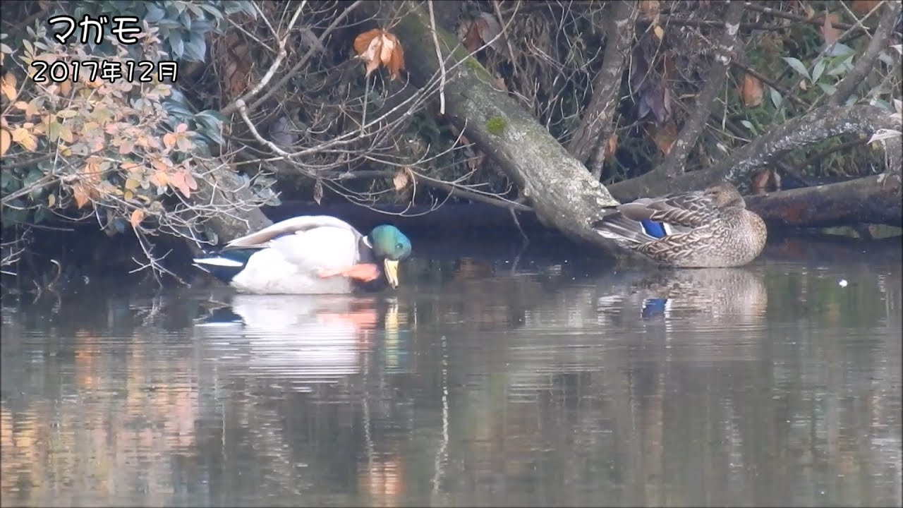 野鳥雨靴 マガモ Mallard (Anas platyrhynchos)【狩猟鳥】