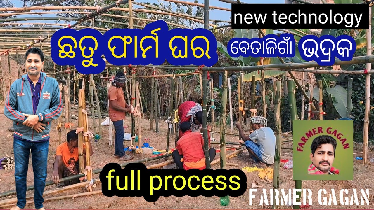 ଛତୁ ଫାର୍ମ ଘର .process paddy mushroom farm house. Farmer Gagan.