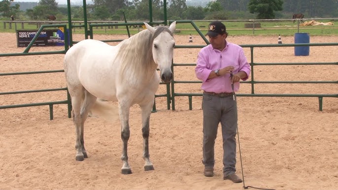 Como entender os sinais e o comportamento dos cavalos - Total Química