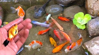 catch colorful ornamental fish, betta fish, koi fish, channa, manfish, catfish,guppy,molly,turtles