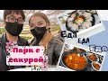 Подруга с мужем корейцем приехали в гости. Парк с сакурой в Южной Корее . korea vlog