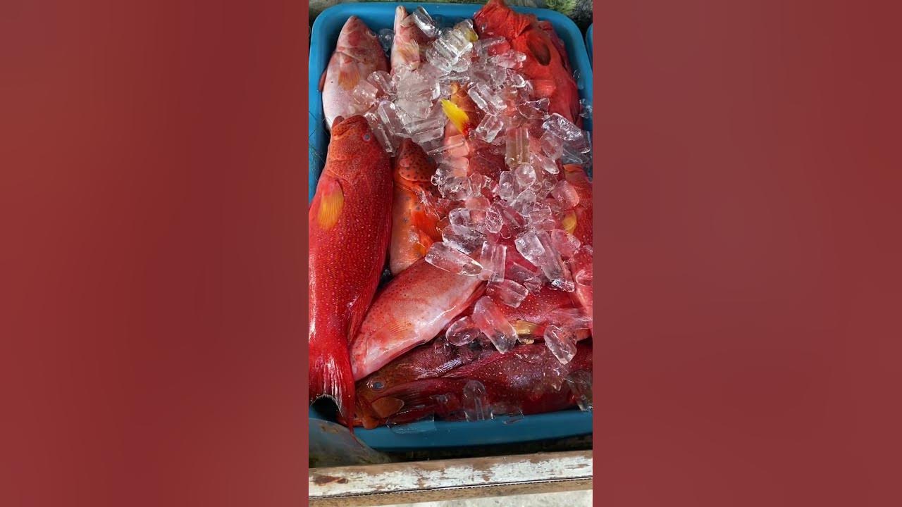 biggest-fish-market-in-karachi-fisheries-fresh-one-day-catch-fish