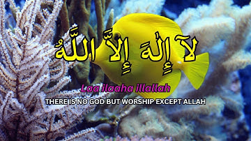 LAILAHAILLALLAH: Calming Islamic Dzikir for Relaxation, Stress Relief & Peaceful Sleep #42