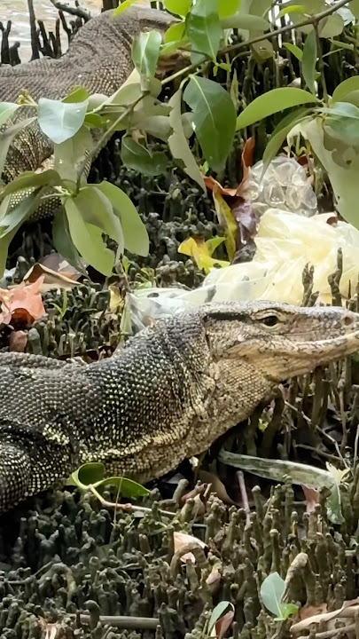 Animals of Melaka 🦎🐦‍⬛#shorts #malaysia #animals