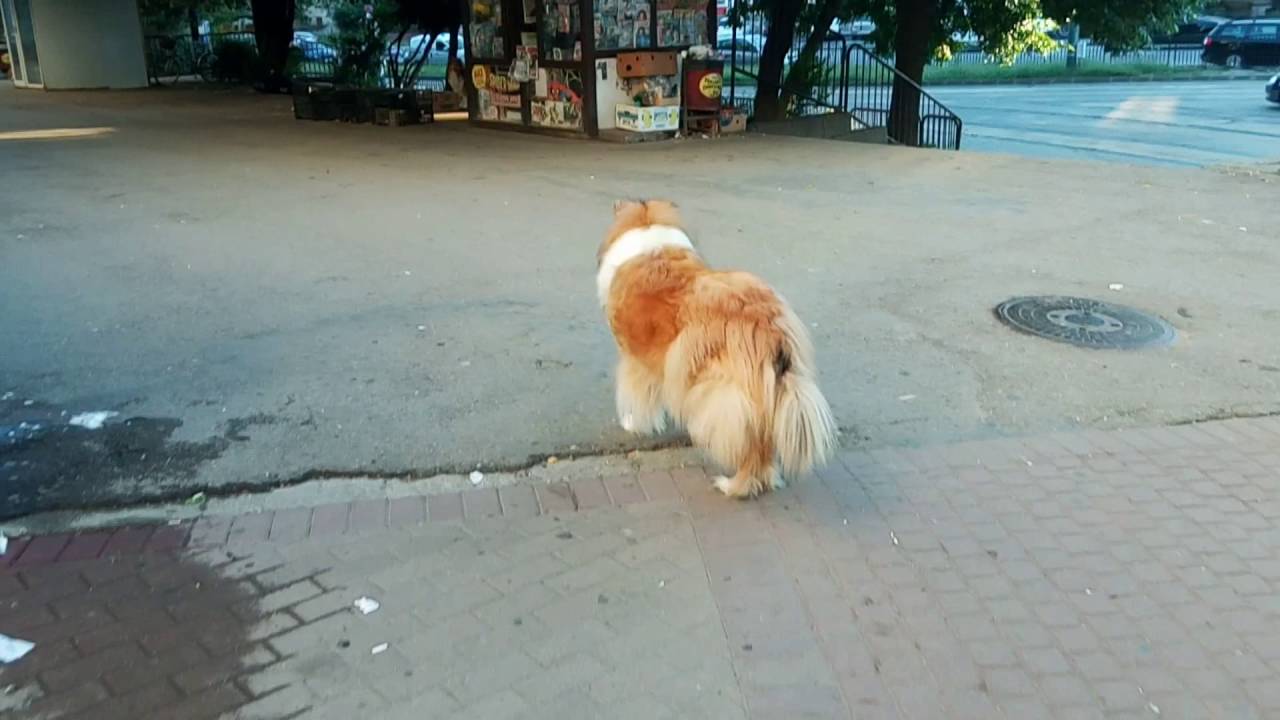 My Rough Collies ~ Mother 6 years old & Son 1 year old - YouTube