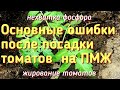 Что не нужно делать после посадки томатов. Что нужно томатам для хорошего роста. Основные моменты.