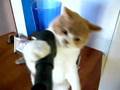 Billy and the evil vacuum : Scottish Shorthair cat