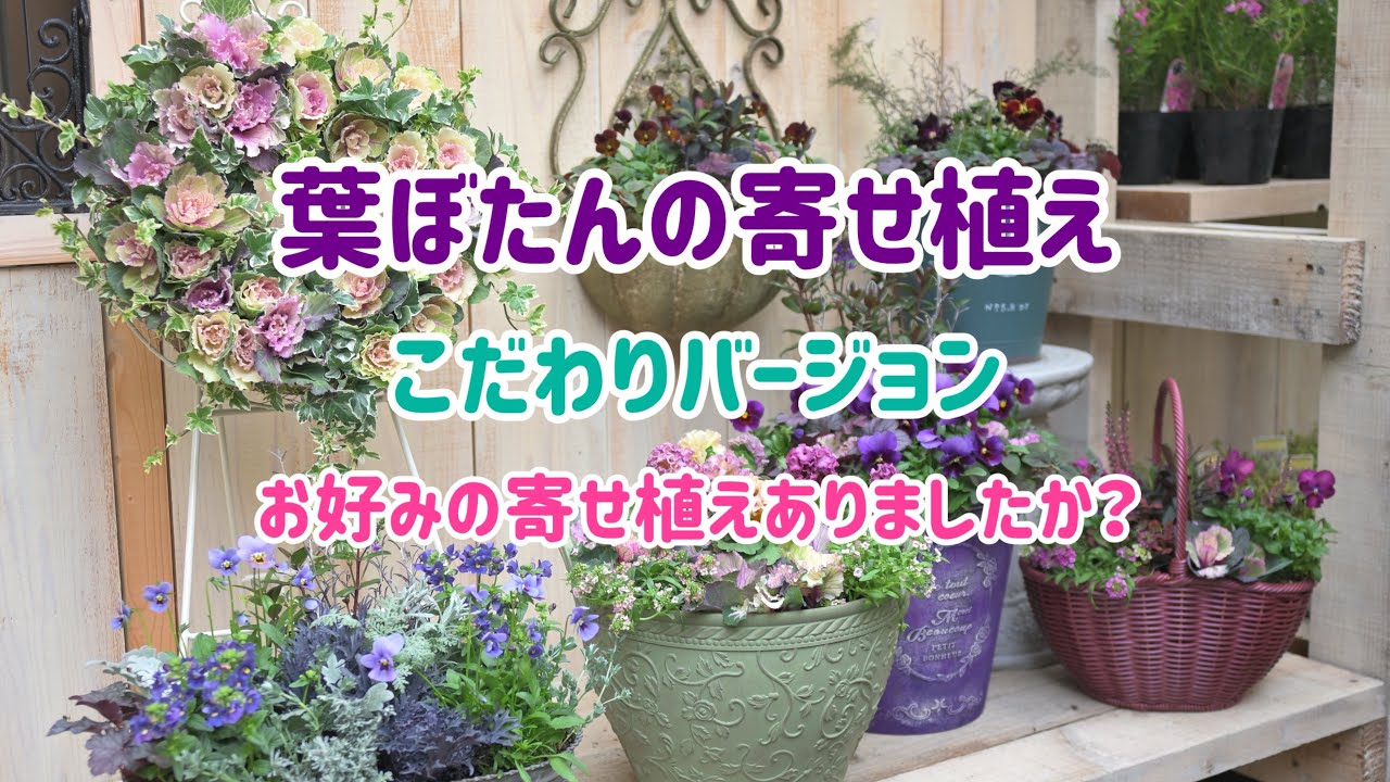 ちょっとこだわった葉ぼたんの寄せ植え作ってみました🙌　お時間ありましたらご覧くださいませ♪