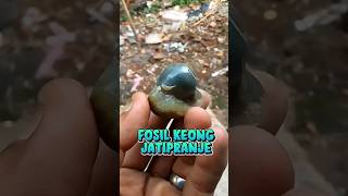 AKIK FOSIL KEONG JATIPRANJE#batumulia#batuakik#cincin#gemstone#untukparapecintabatu#batupermata#ring