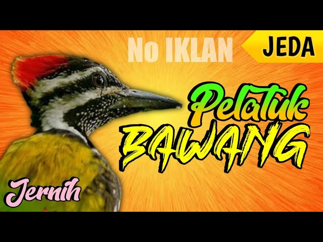 MASTERAN PELATUK BAWANG cocok buat CENDET/PENTET (JERNIH BERJEDA 1 menit) || DURASI 1 JAM class=