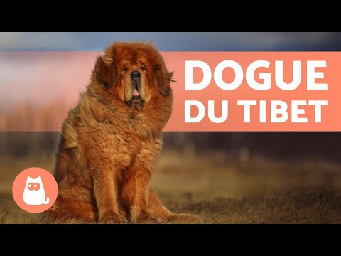Vidéo: Chien Dogue Du Tibet Race De Chien Hypoallergénique, Santé Et Durée De Vie