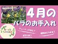 ４月のバラのお手入れ　解説します！