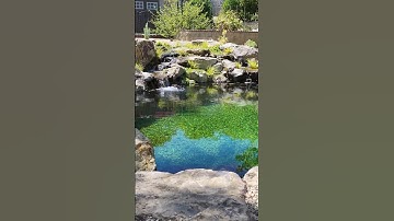 Build me the Perfect Swimming Pool ☀️ #landscapedesign #pooldesign #outdoorliving #backyard