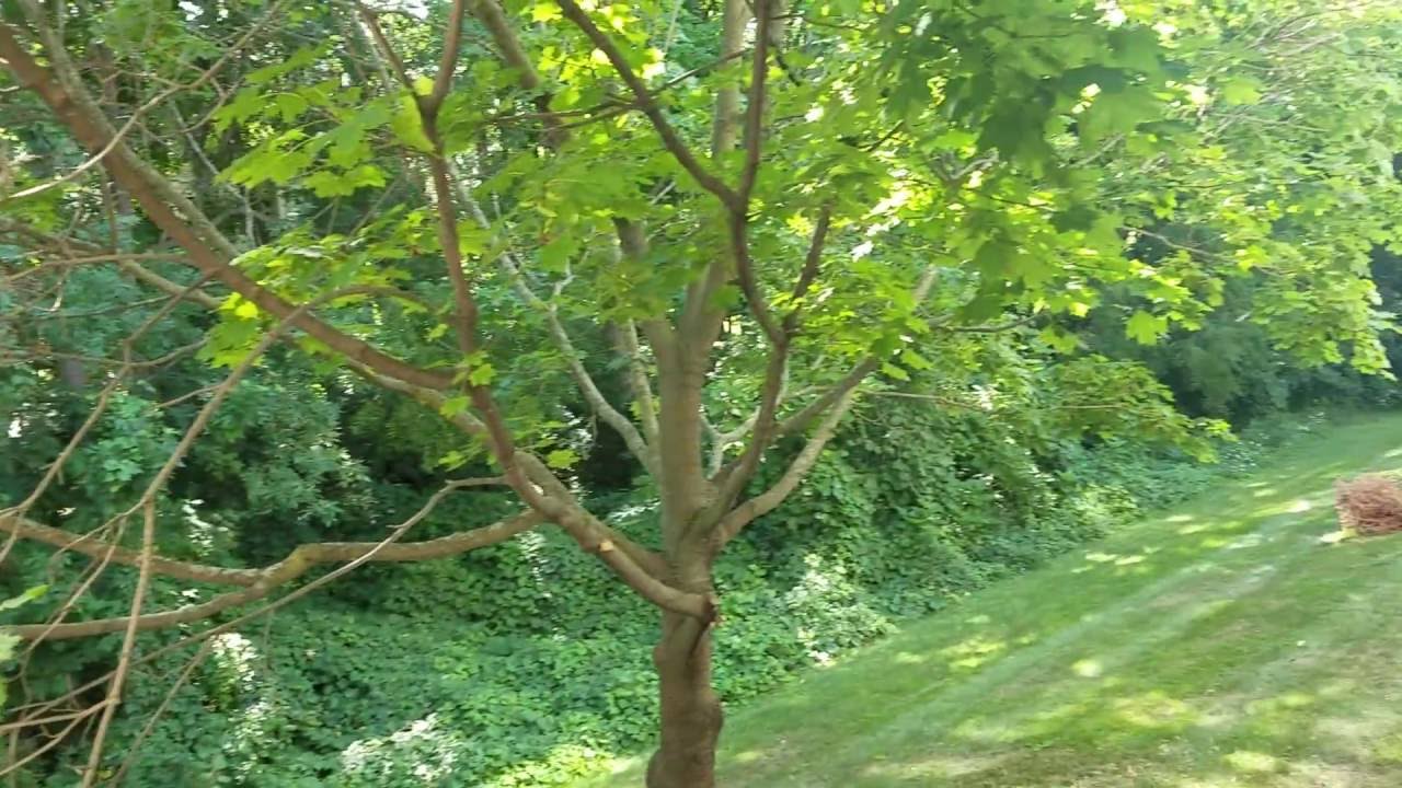 The Ponds at Georgetown - Two-Bedroom Apartment Tour