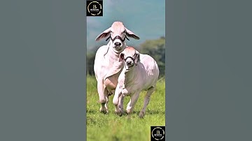 Sapi brahman #sapi #cow #sapimakan #sapipedaging #sapigemuk