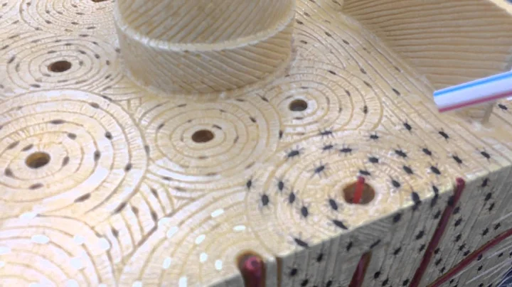 MICROSCOPIC STRUCTURES OF COMPACT BONE (WEDGE OF BONE)