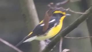 1051014台北植物園黃眉黃鶲