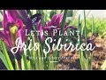How To Grow Siberian Irises (Iris Siberica) Easy Gardening Tips