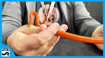 Super Chill Snakes with Dennis McNamara - Triple B TV Ep.278