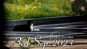 予告#001「ノラや Lost Cats Season3」 2023年9月3日18:00配信スタート!!