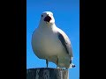 Screaming Seagull