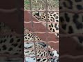Разве так можно.