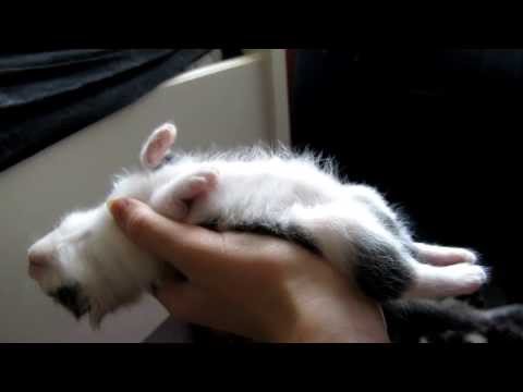 Cute Sleepy Kitten (ORIGINAL VIDEO!)
