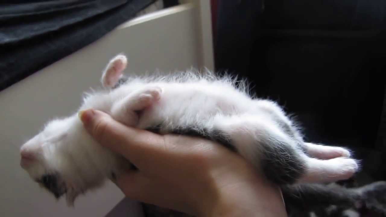 Cute Sleepy Kitten