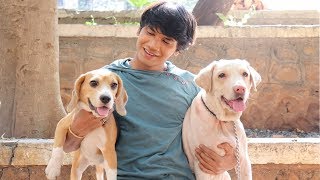 DOG SHORT FILM | SMALL POCKET | BEAGLE || MOHAK MEET