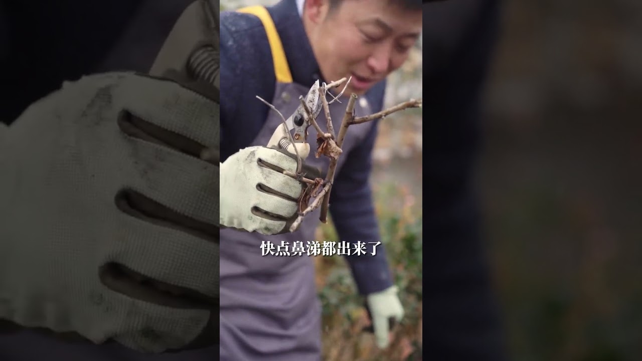 地栽月季怎么冬剪？适用大多数灌木类型的剪法【天狼说月季】