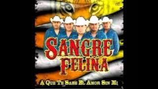 sangre felina mix,sonido constelacion