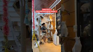 Pada sukaa bangett 🤣 #winterfamily #kucinglucu #kucingpintar #cat #shorts