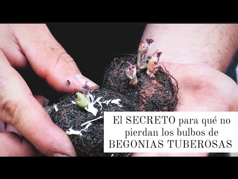 Video: Cómo cultivar begonia a partir de un tubérculo y no solo