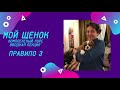 Почему нужно знать язык собак? Мой щенок часть 3