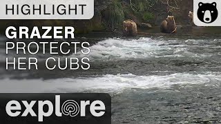 Grazer Protects Her Cubs - Katmai National Park - Live Cam Highlight