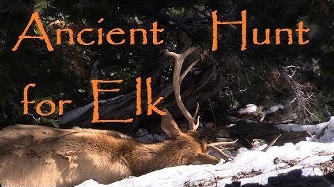 Primitive bow hunting for Elk. Traditional / Primitive Archery