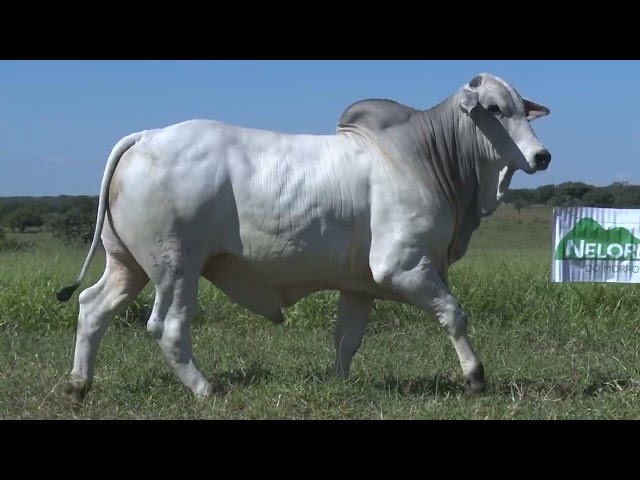 Lote 19   Leilão Trio Bonsucesso   Etapa Doadoras