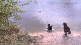 Chesapeake Bay Outwitting Labrador
