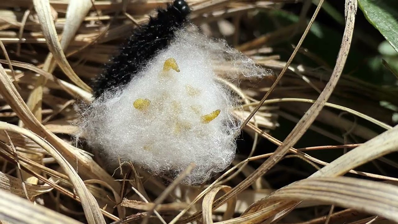 Marsh Fritillary destroyed by parasite