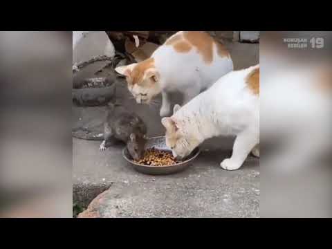 Komik Konuşan Kediler 23 - En Komik Kedi Videoları